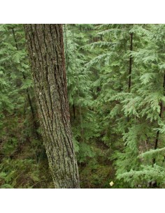 ASTE HEMLOCK 11.32 premium 2